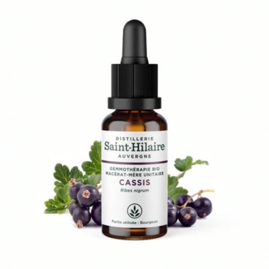 Cassis Gemmotherapie