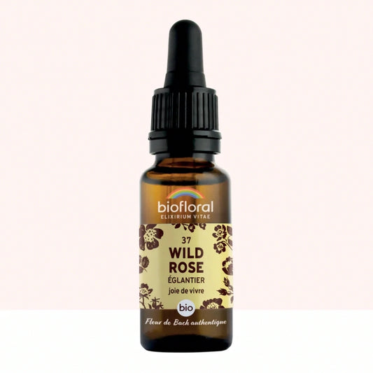 Fleur de Bach n°37 Wild Rose, Églantier